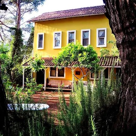 Daphne House 2* أوليمبوس